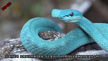 你有见过这么好看的蛇么