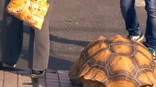 爷爷养了几十年的巨龟，每次出门它都要一起跟着去