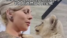小时候傲娇的狮子变得越来越粘饲养员，最后成了个妈宝狮
