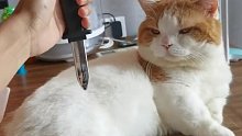 猫：这人真敢刺我！