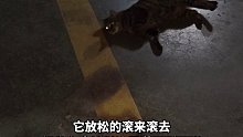 你见过这么懂事的流浪猫吗？