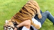 俄罗斯大叔从小养的小老虎，总能时刻找到大叔要拥抱