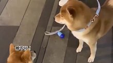 这狗子吵架怂得也太快了，场面一度十分尴尬！