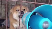 狗子：你别吼了！我认输了！