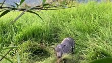野外无意拍到母猪“造窝”全过程，这场面难得一见，母爱真伟大！