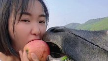 小牛真的太好玩了 和牛共吃一个苹果