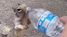 小松鼠求水，当你能给予的时候请不要吝啬去给予。