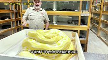 黄金大蟒蛇孵蛋，被饲养员强行把蛋拿走
