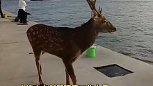 大连老虎滩海边发现一头梅花鹿，还试图顶撞路人