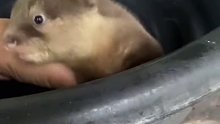 小水獭被村里人喂了一次，没想到把村里当成了食堂，一到饭点就跑过来要饭