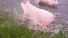 农场遭遇暴雨后被淹，结果猪猪们都玩儿了