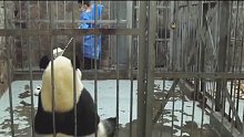 熊猫：这也太不拿我当回事了