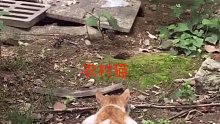 农村的猫和流浪猫都会该技能