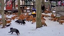 雪地里喂几百只狐狸，这场面太可爱了！