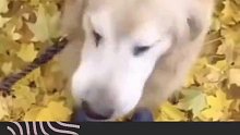 狗狗看到主人过于开心，尾巴在落叶中扫出了一片空地