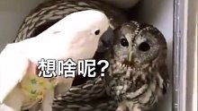 鹦鹉调戏猫头鹰，各种戏精各种贱兮兮