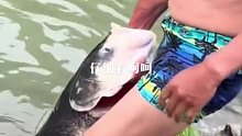 浪里白条大师兄 湍急河心徒手抓鱼！
