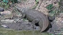 一条超重的尼罗鳄 这也太胖了吧～