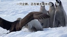 大雁攻击企鹅，一只企鹅挺身而出，护在大家面前，企鹅们也是非常团结
