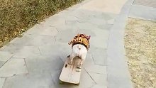 把土豆培养成狗狗滑板明星，应该是我这30年蕞大的成就了。