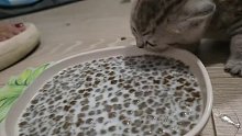 猫：今天的饭格外的硬……-