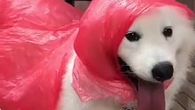 梅雨季节来啦，狗子们的雨衣都安排好了吗！