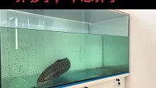 【蟒纹雷龙】这个鱼好烦人，老是撞缸~