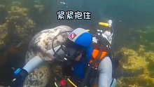 国外潜水员在潜水时，小海豹误以为是溺水，便用尽全力把他拖到水面