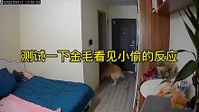 金毛看见小偷的反应