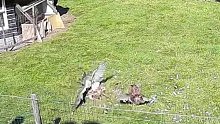 全农场的小伙伴帮助被老鹰袭击的小母鸡
