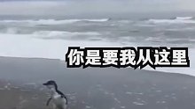 企鹅：你仿佛在逗我