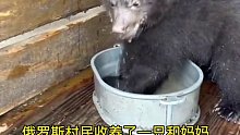 村民收养的小熊长大之后成了大家的乖宝贝