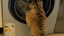 小老虎爱玩洗衣机，主人竟然给它放进洗衣机洗白白！