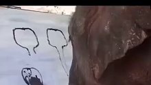 大象是经历了多少，才被迫画出这幅画