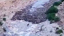 一头驴遇到危险的泥石流，却淡定站在原地观望，镜头拍下惊险瞬间