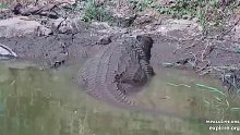 一条超重的尼罗鳄 这也太胖了吧～