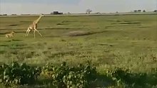 双母狮放倒成年长颈鹿