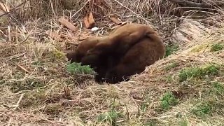 冬眠醒来的大棕熊 胖的还能再冬眠一次～。。。。。。。。