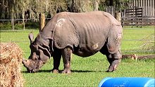 现存最高大的犀牛 和印度犀牛面对面。。。。。。。。