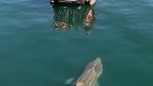 世界第二大鱼！巨型姥鲨靠近12米的小船。。。。。。。。