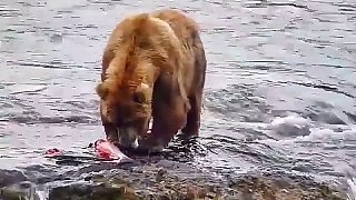 会抓鱼的是什么熊