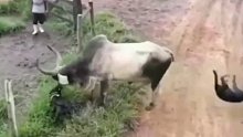 狗子怎么也没想到它们欺负的竟然是一头深藏不漏的牛