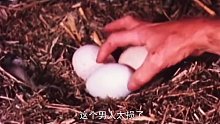 男人把老鹰蛋换成鸭蛋，待鸭子出壳后，老鹰的反应真是太逗了