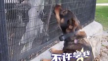鹦鹉学狗子叫，气的狗子龇牙咧嘴