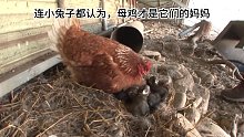鸡妈妈孵了一窝小鸡不料都死了，错吧兔子当成自己的孩子了