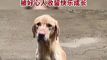 流浪狗被好心人收留，瘦弱的金毛找到了幸福！
