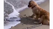 狗子怕海水，想捡球又怕，腿都瑟瑟发抖