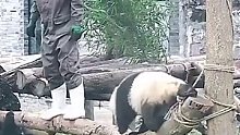 熊猫：打不过，你居然摔来吓我