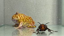 角蛙大战马蜂，感情深一口闷