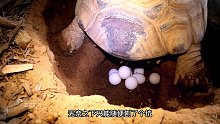 乌龟刨坑下蛋，下了一窝